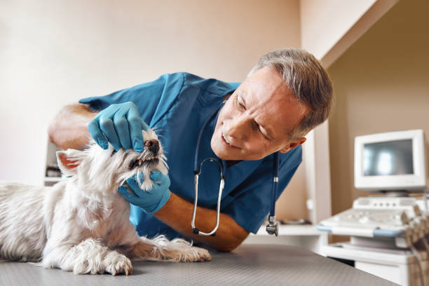  Hokes Bluff, AL Emergency Dentist Pros